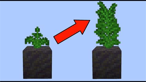 Easy Fern Farm Minecraft (10,000 fern/hr) + TUTORIAL [STILL WORKS ...