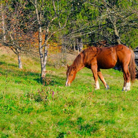 160+ Beautiful Bay Horse With Long Mane Stock Photos, Pictures ...