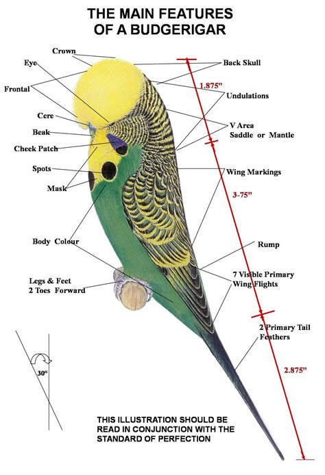 budgie parts | Muhabbet kuşları, Kuş, Hayvanlar