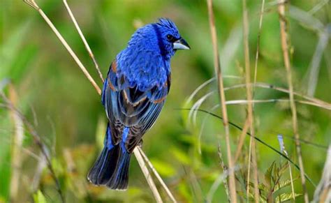 Blue Grosbeak Call, Song, Diet, Habitat, And Personality