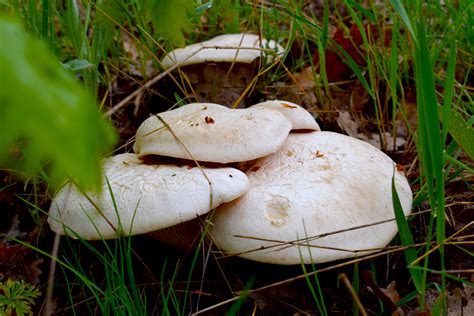 King Oyster Mushrooms: Identification, Benefits, Growing Tips, and 17 ...