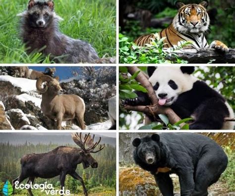 Qué Animales Habitan En El Bosque De Coníferas - Nousi