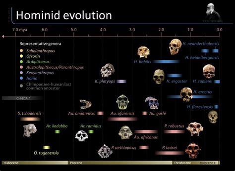 Hominid evolution/phylogeny by skull development. Need I say more ...