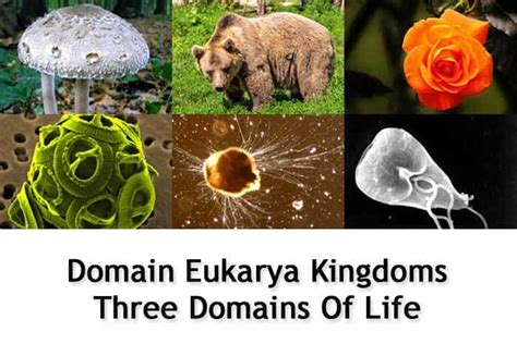 Domain Eukarya Kingdoms | Three Domains of Life | BioExplorer.Net