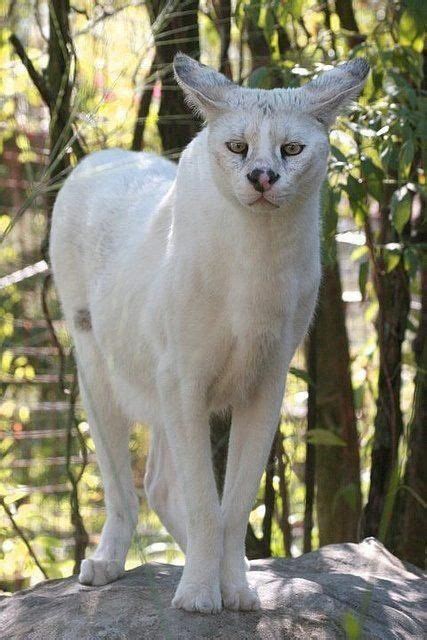 A white Serval cat, quite rare | Albino animals, Cute animals, Animals ...