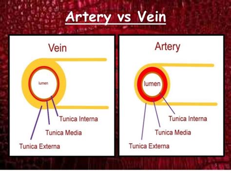 Differences between Artery and Vein