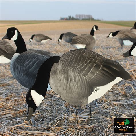 WHITE ROCK 2D ROCKONOMY FLOCKED CANADA GOOSE SILOHOUETTE DECOYS