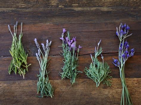 27 Types Of Lavender