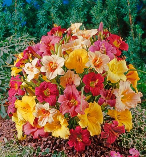 Hemerocallis - Multiple Varieties | Daylilies | Shades of Green Inc.