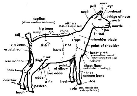 Goat Anatomy - The Goat Chick