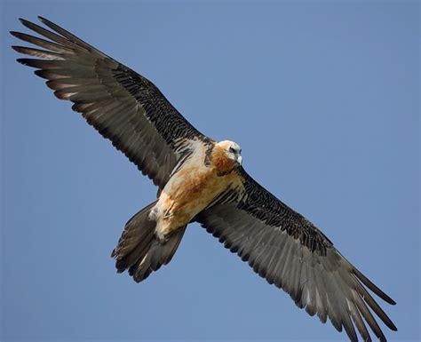 Species Spotlight: The Bearded Vulture!