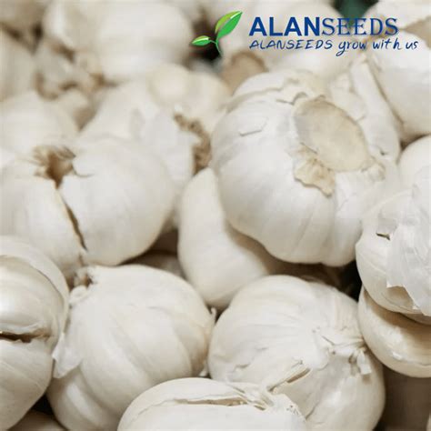 Garlic Organic Seeds – Heirloom, Open Pollinated, Non GMO – Grow ...