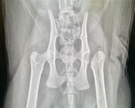 Femoral Head Osteotomy Cat