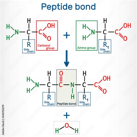 Peptide bond. Formation of amide bonds from two amino acids as a result ...