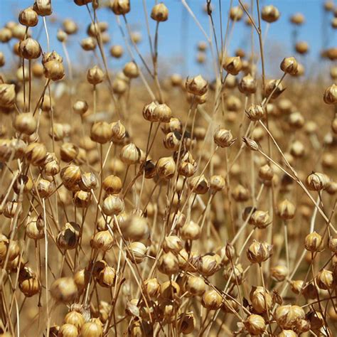 Flax plants and fiber - CozyLinen