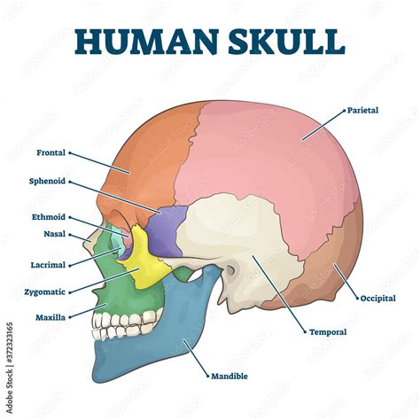 Skull Skeleton Diagram