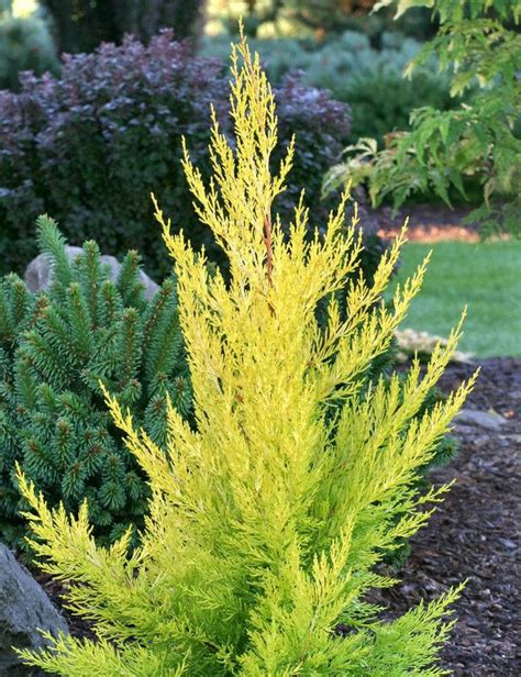 Cupressus macrocarpa Donard Gold Golden Monterey Cypress | Golden ...