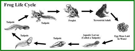 General infomation - Cane Toads