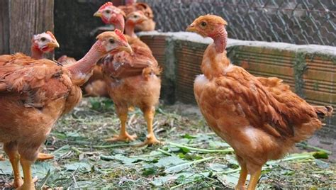 Turken Naked Neck Chickens are great for eggs | Best Farm Animals