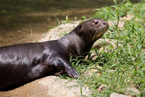 Giant Otter - Zoo Atlanta