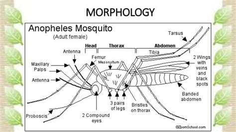 Anopheles mosquito