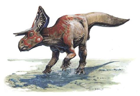 Zuniceratops Pictures & Facts - The Dinosaur Database