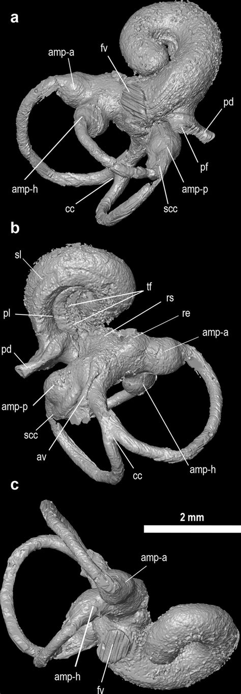 CT rendering of bony labyrinth endocast of OMNH 80536, right petrosal ...