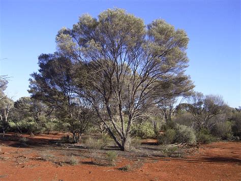 Desert Adaptations - Desert Biome