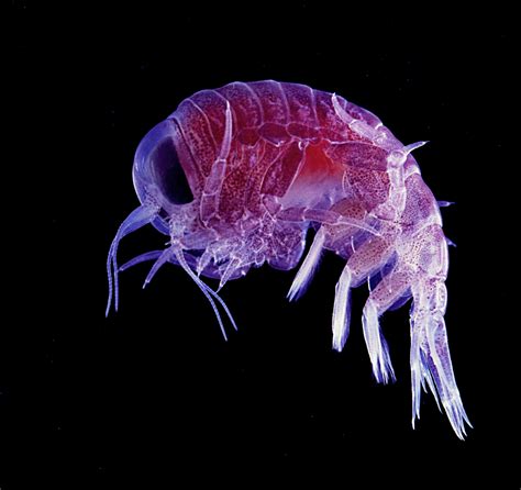 Amphipoda - Wikipedia