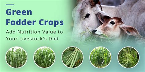 Fodder Crops List