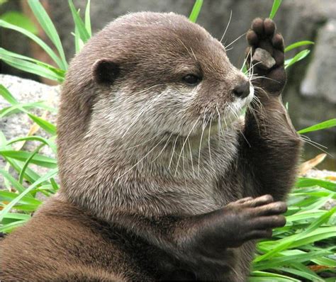 Otter paw | Otters cute, Otters, Baby otters