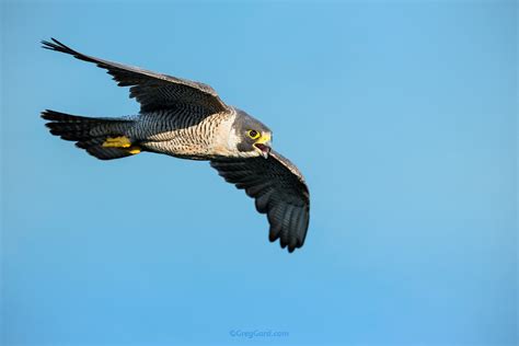 Peregrine Falcon in-flight — Greg Gard