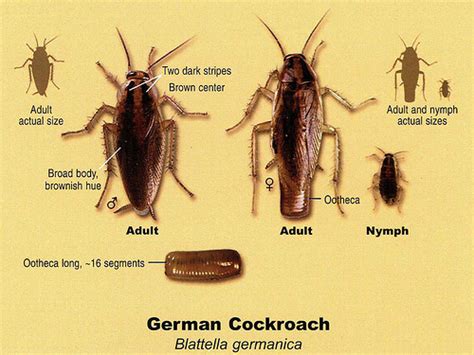 German Cockroach - J & L Pest Control