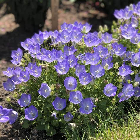 Campanula 'Rapido Blue' - Garden Crossings