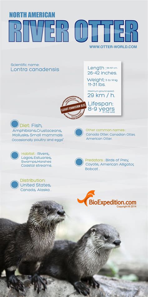 North_american_river_otter_image | Otter facts, River otter, Otters