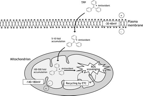 Mitochondrial accumulation of targeted lipophilic cationic ...