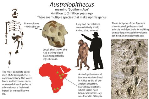 Australopithecus - Past Time Paleo