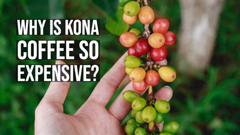 Kona Coffee Farm Tour at Mountain Thunder Coffee Planation - Why is ...