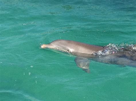 Cancun, Mexico Dolphin Swim @ Dolphin Discovery | Riviera maya mexico ...