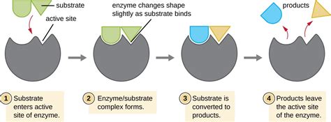 Energy, Matter, and Enzymes | Microbiology