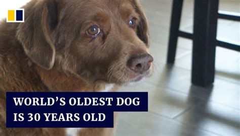 30-year-old pooch in Portugal named world’s oldest dog by Guinness ...