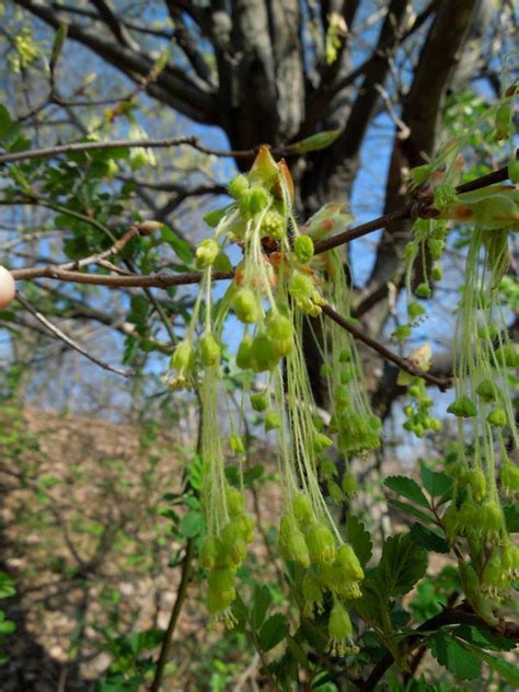 Throwing it to the Wind — In Defense of Plants