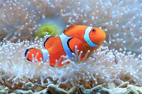 Saltwater Aquarium Fish Photos