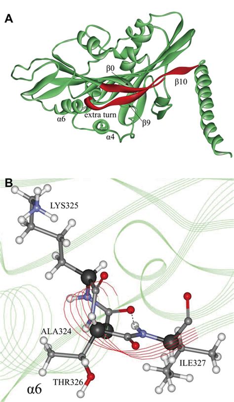 The CNB and extra turn in the ATP state conformation of kinesin. (A ...