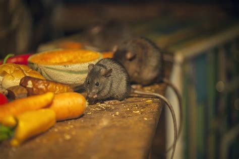 Rats eating in messy kitchen - Disinfecta