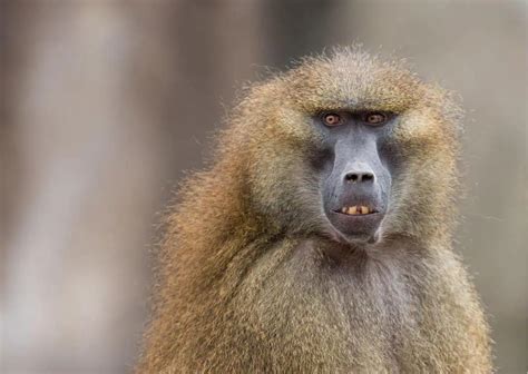 Baboon Behavior - AnimalBehaviorCorner