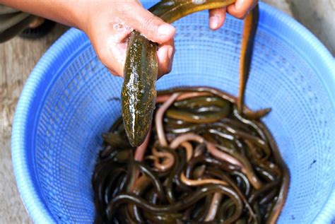 Mass produced fully farmed eel on the horizon - Aquaculture North ...