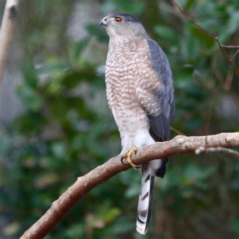 10 Amazing Facts About Cooper's Hawks - Bird Watching Academy