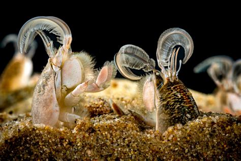 Sand crab | Animals | Monterey Bay Aquarium