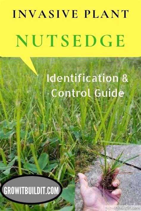 Nutsedge – Identification and Control Guide – GrowIt BuildIT